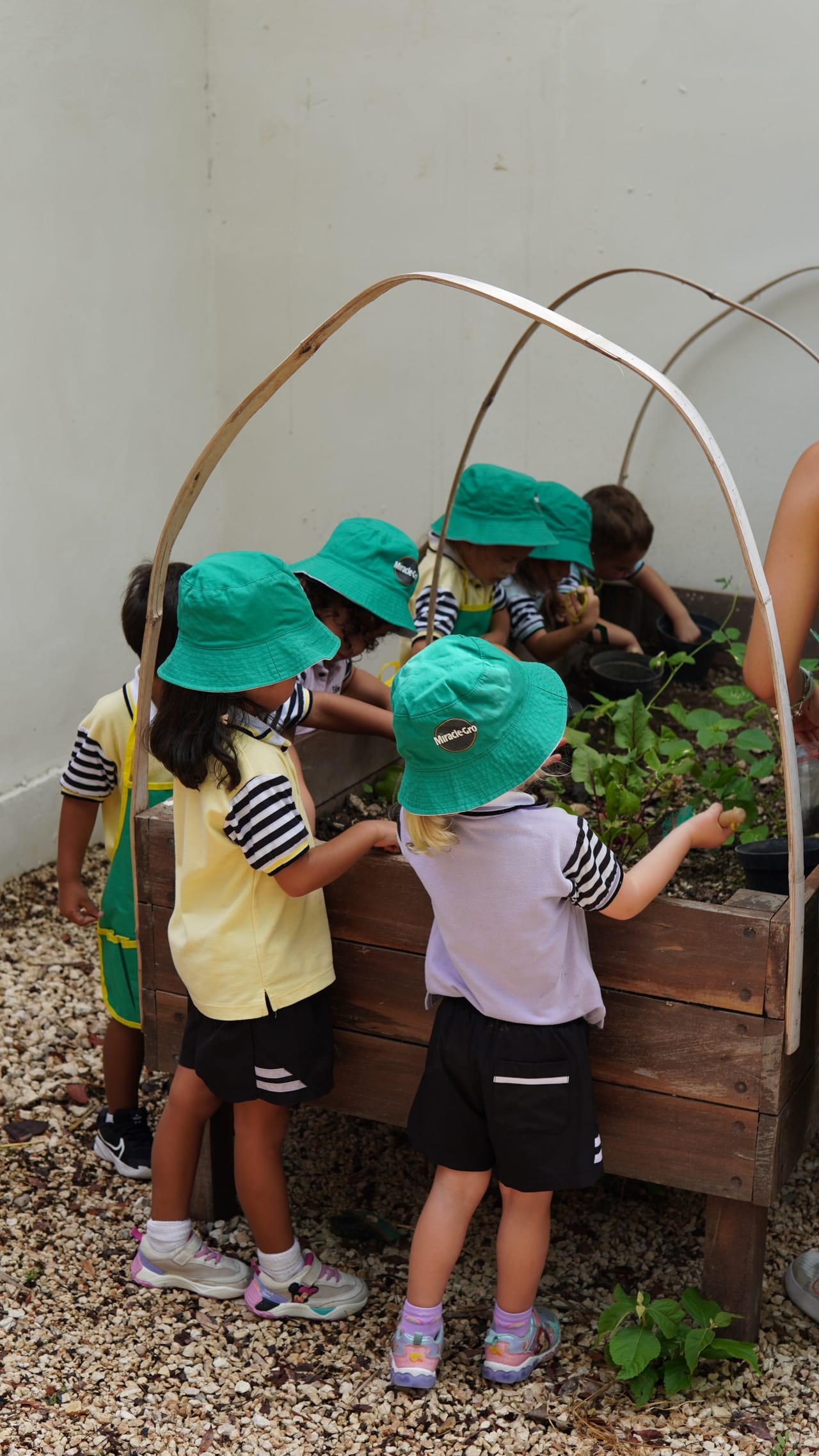 Niños de maternal con sombrero verde cuidan las plantas del huerto